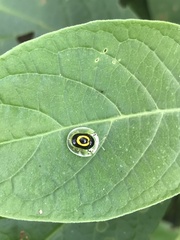 Plagiometriona phoebe