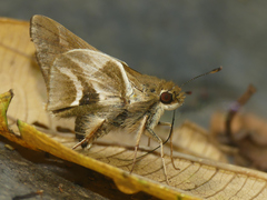 Serdis viridicans edith