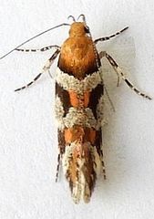 Aristotelia devexella