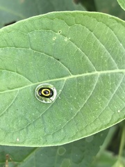 Plagiometriona phoebe