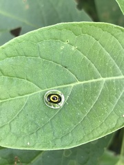 Plagiometriona phoebe