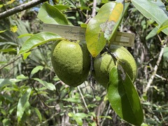 Annona glabra