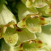 Digitalis micrantha - Photo (c) harrylurling, some rights reserved (CC BY-NC), uploaded by harrylurling