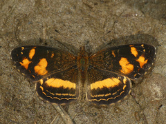 Telenassa berenice