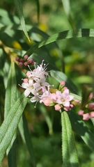Myoporum bateae