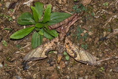 Protambulyx eurycles