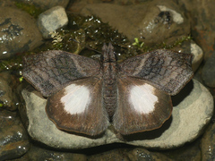 Theagenes albiplaga