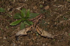 Protambulyx eurycles