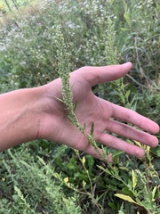 Chenopodium standleyanum