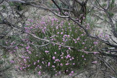 Amphithalea ericifolia erecta
