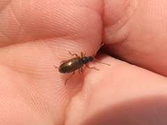 Phyllobius oblongus