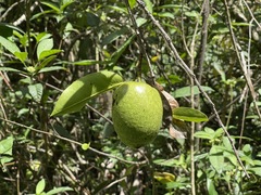 Annona glabra