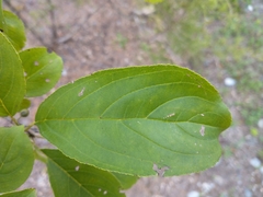 Rhamnus davurica