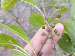 Rhamnus davurica
