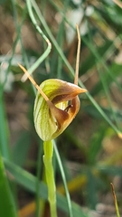 Pterostylis oblonga
