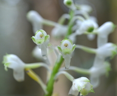 Calanthe balansae
