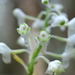 Calanthe balansae - Photo (c) Pierre-Louis Stenger, some rights reserved (CC BY-NC), uploaded by Pierre-Louis Stenger