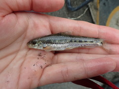 Microphysogobio alticorpus