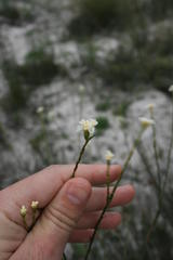 Lachnaea capitata