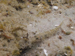 Bathygobius coalitus