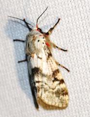 Teracotona submacula