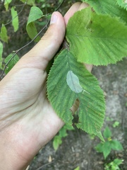 Phyllonorycter tritaenianella