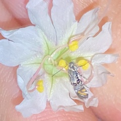 Lithariapteryx abroniaeella