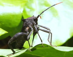 Anoplocnemis pectoralis