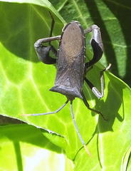 Anoplocnemis pectoralis
