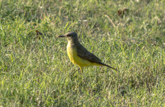 Machetornis rixosa