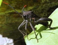 Anoplocnemis pectoralis