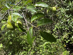 Annona glabra