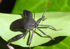 Anoplocnemis pectoralis