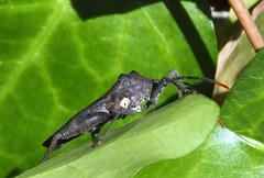 Anoplocnemis pectoralis