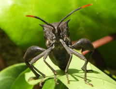Anoplocnemis pectoralis