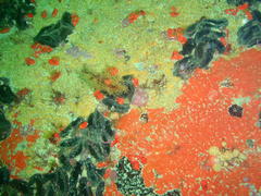 Pentacta doliolum