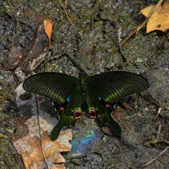 Papilio arcturus