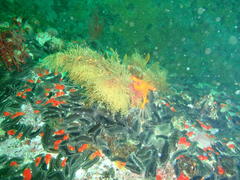 Pentacta doliolum