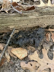 Craterellus cornucopioides