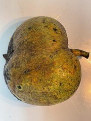 Annona glabra
