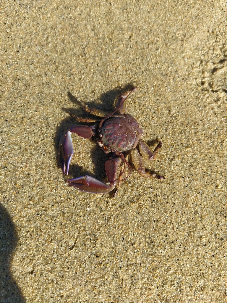 Petrolisthes tuberculatus