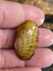 Cambarunio taeniatus