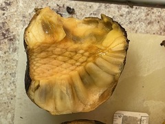 Annona glabra
