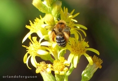Dasypoda