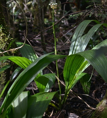 Calanthe balansae