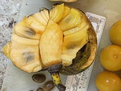Annona glabra