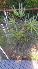 Plerandra elegantissima