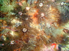 Pentacta doliolum