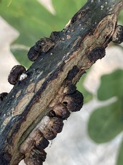 Disholcaspis mellifica