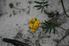 Rhynchosia ferulifolia